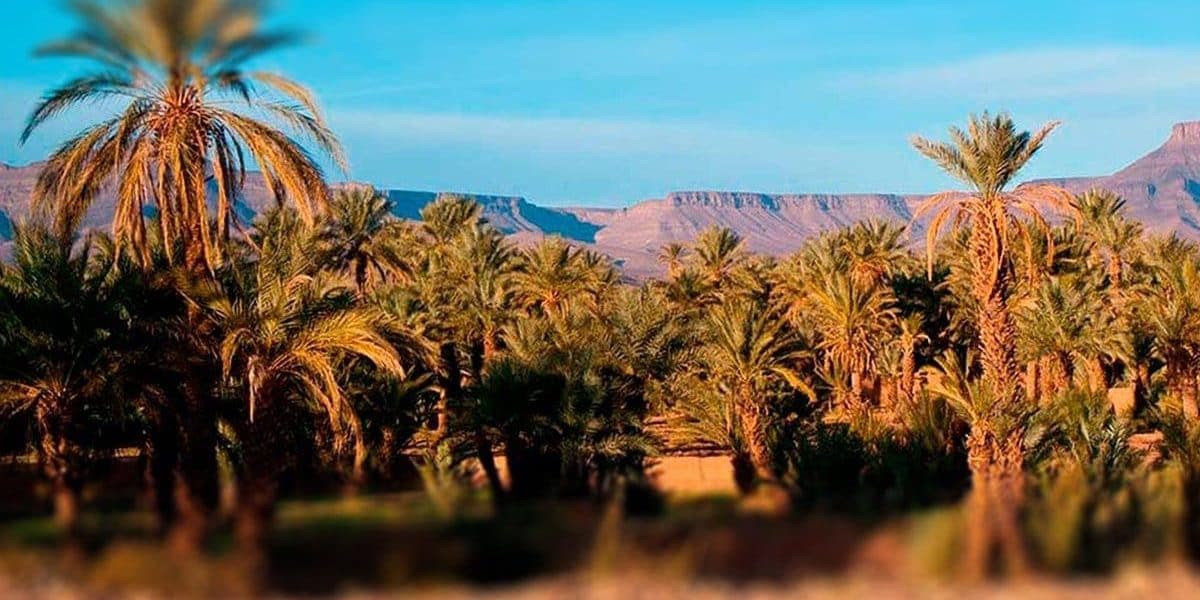 CULTIVO DE PALMERAS A PARTIR DE SEMILLAS