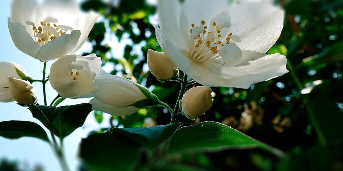 CUIDADOS Y PODA DE LOS JAZMINES