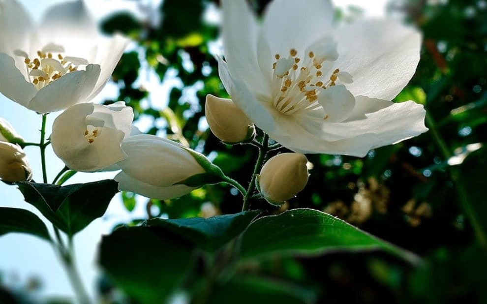 CUIDADOS Y PODA DE LOS JAZMINES