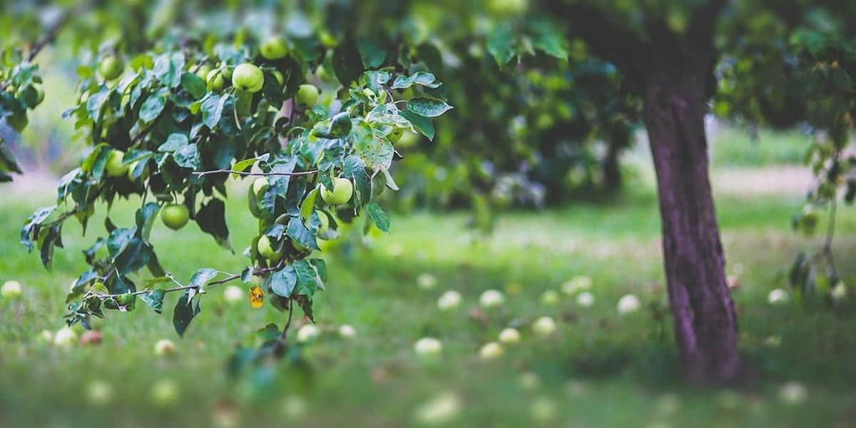 CÓMO PLANTAR ÁRBOLES FRUTALES