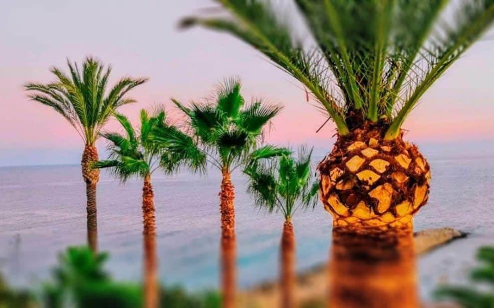 ¿CUÁNDO PODAR LAS PALMERAS?