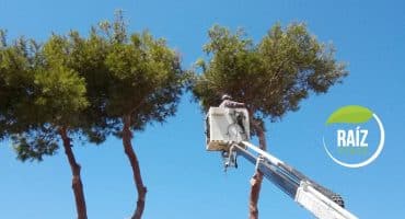 Poda de árboles en Alicante, Castellón, Valencia y Murcia