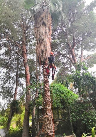 Poda de palmeras Murcia
