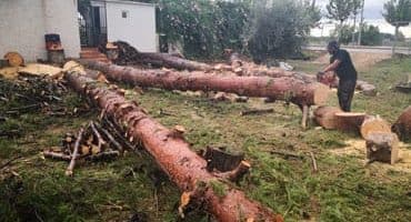 Tala de árboles Valencia