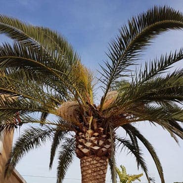 Tratamiento picudo fase de emergencia