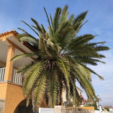 Tratamiento picudo fase inicial