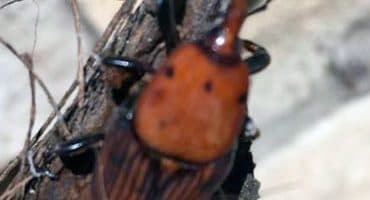 Red palm weevil treatment