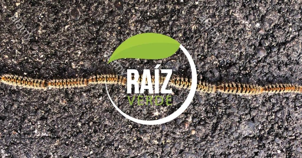 Tratamiento procesionaria en Murcia, Alicante, Valencia y Castellón