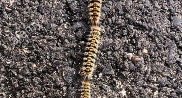 Tratamiento procesionaria Alicante