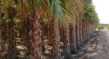 Venta de Palmeras en Alicante, Murcia, Valencia y Castellón