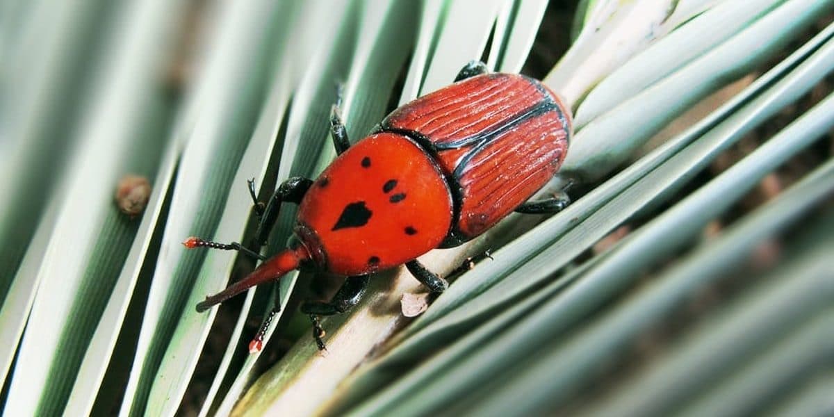 ¿Cuáles son las palmeras que ataca el picudo rojo?