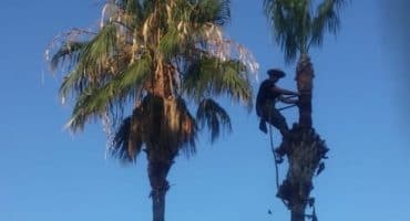 Técnicas en la poda de altura