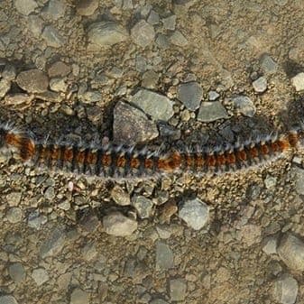 How to combat the processionary moth How to combat the processionary moth