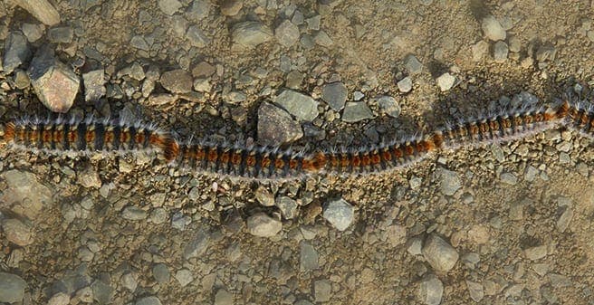 Cómo combatir la procesionaria