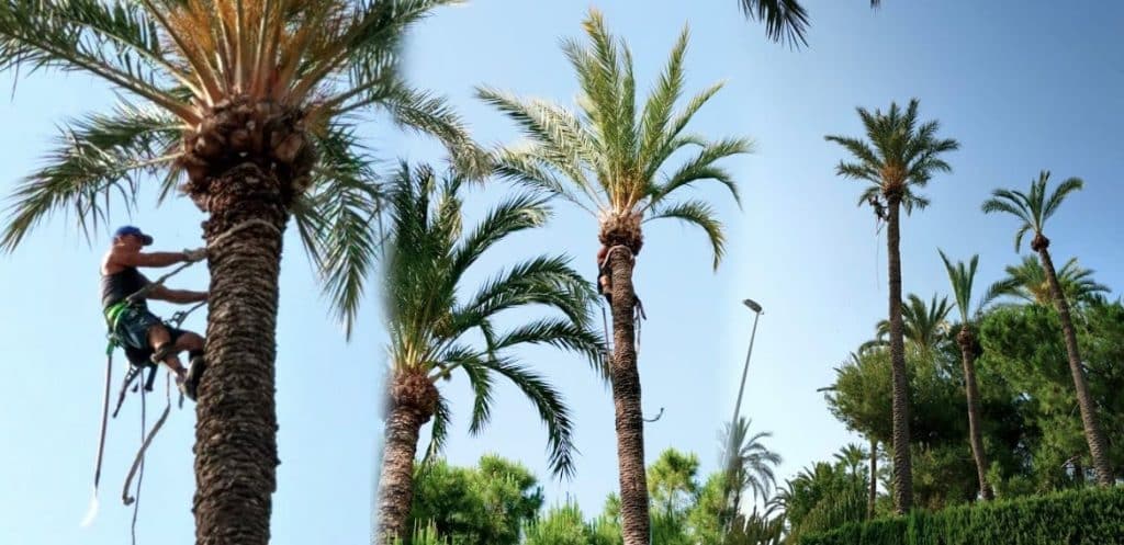 Material needed for high altitude pruning