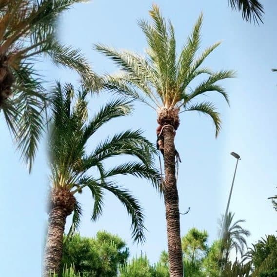 Material needed for high altitude pruning Material needed for high altitude pruning