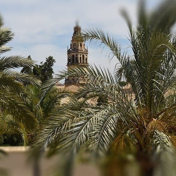 Palm tree growth Palm tree growth