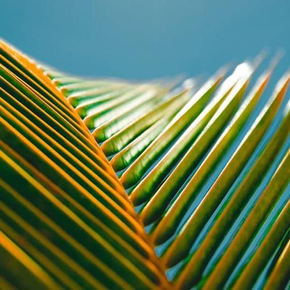 What are the different types of palm trees? What are the different types of palm trees?