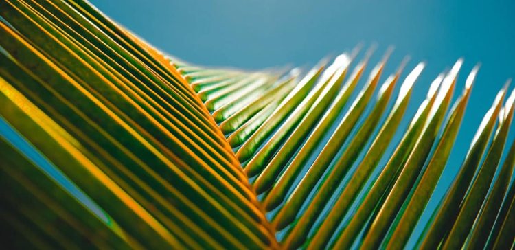 Cuales son los diferentes tipos de palmeras