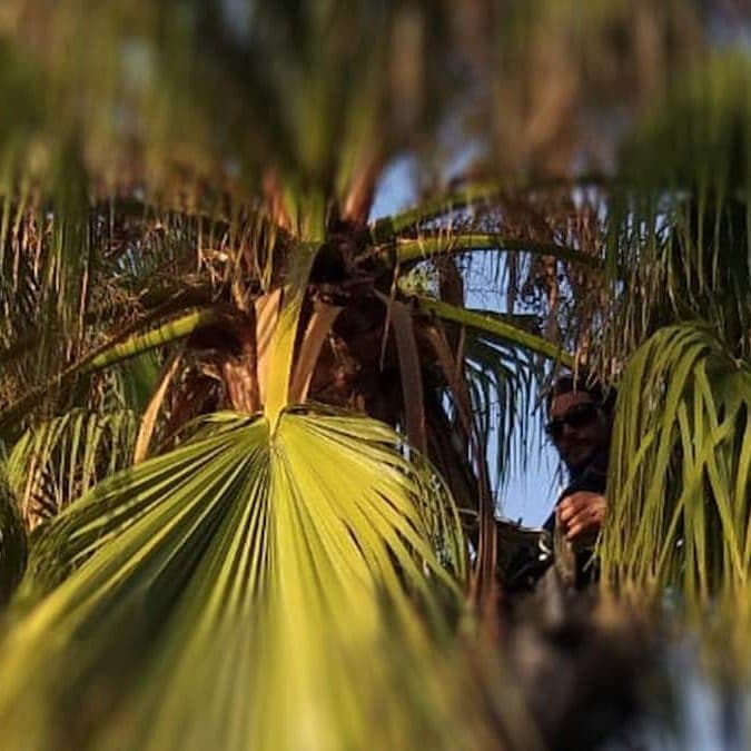 All about the Washingtonia palm All about the Washingtonia palm