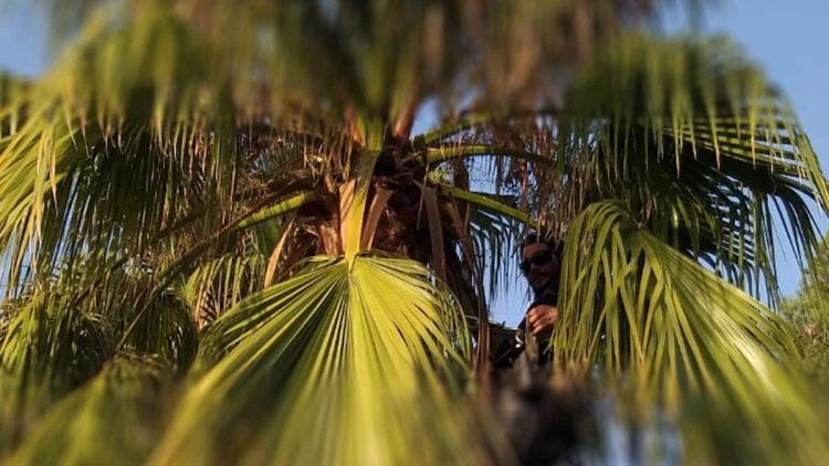 Todo acerca de la palmera Washingtonia