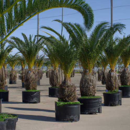 Venta de palmeras datileras