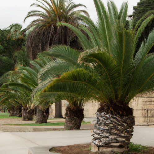 Venta de palmeras datileras