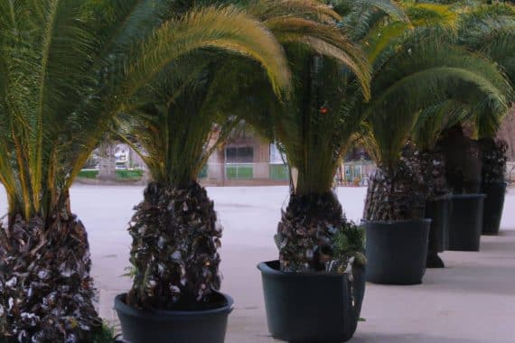 Venta de palmeras canariensis