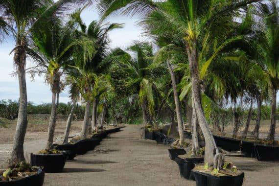 Venta de palmeras cocoteras