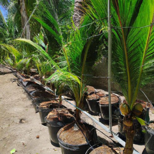 Venta de palmeras cocoteras