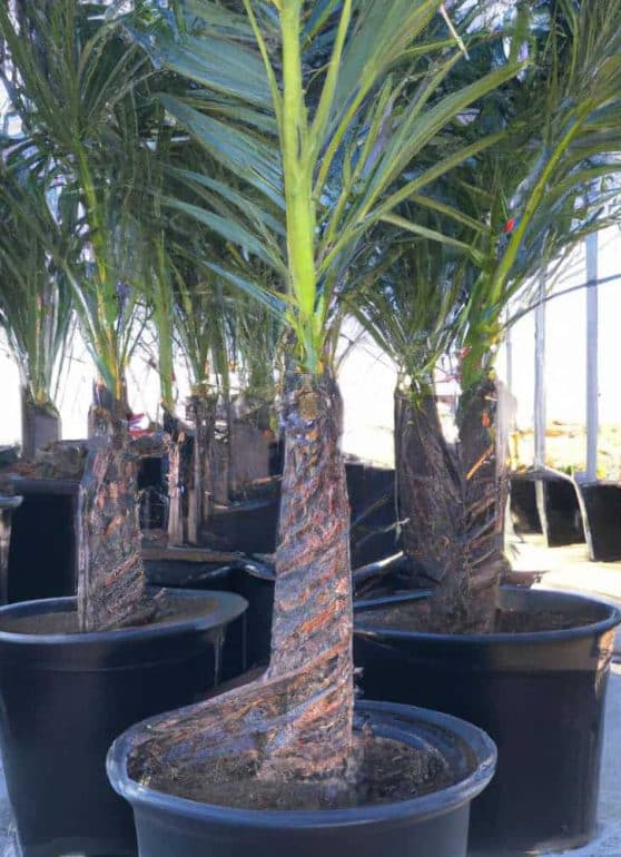 Venta de palmeras datileras