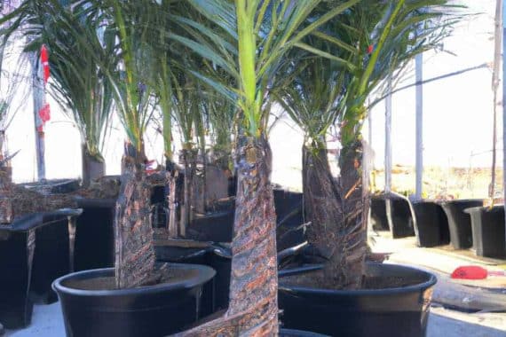 Venta de palmeras datileras