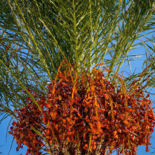 Venta de palmeras datileras