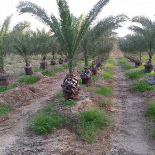 Venta de palmeras datileras