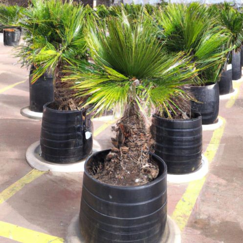 Venta de Palmera Washingtonia