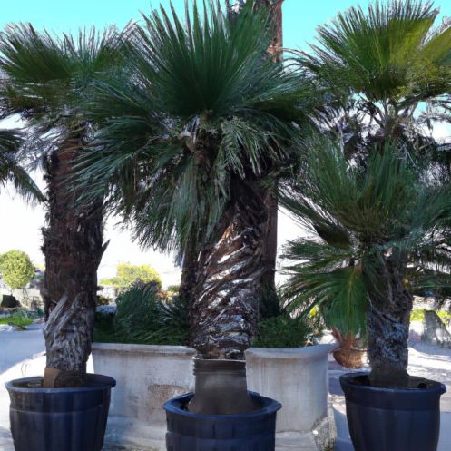 Venta de Palmera Washingtonia