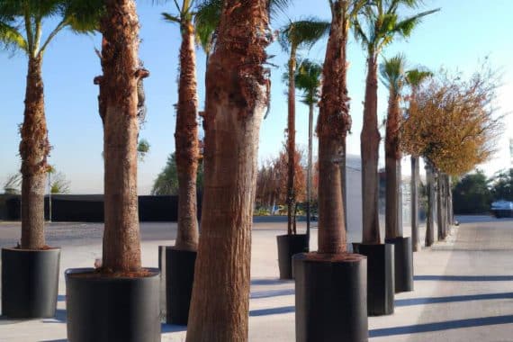 Venta de Palmera Washingtonia