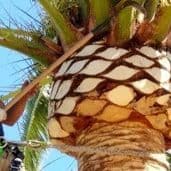 Poda de palmeras