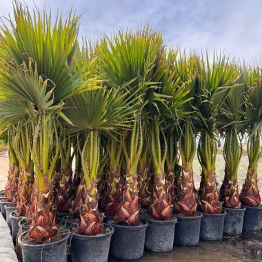 Venta de palmera Washingtonia pequeña