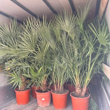 Venta de palmera Chamaerops pequeña