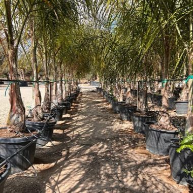 Venta de palmera cocotera 3 metros