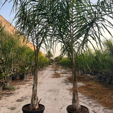 Venta de palmera cocotera 2 metros