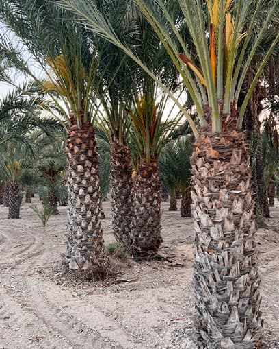 Venta de palmera datilera grande Venta de palmera datilera grande