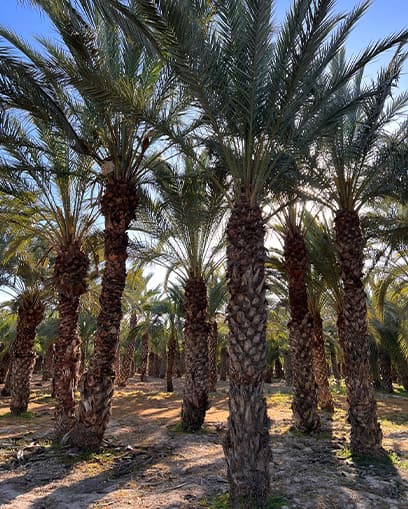 Venta de palmera datilera grande Venta de palmera datilera grande