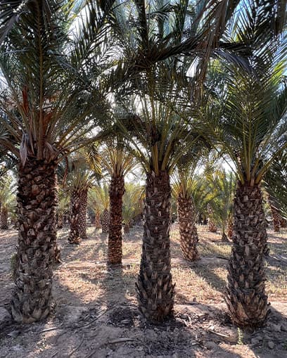 Venta de palmera datilera grande Venta de palmera datilera grande