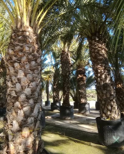 Venta de palmera datilera grande Venta de palmera datilera grande