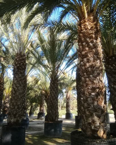 Venta de palmera datilera grande Venta de palmera datilera grande
