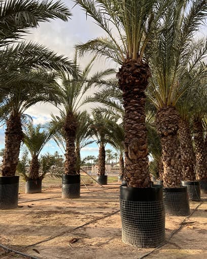 Venta de palmera datilera grande Venta de palmera datilera grande