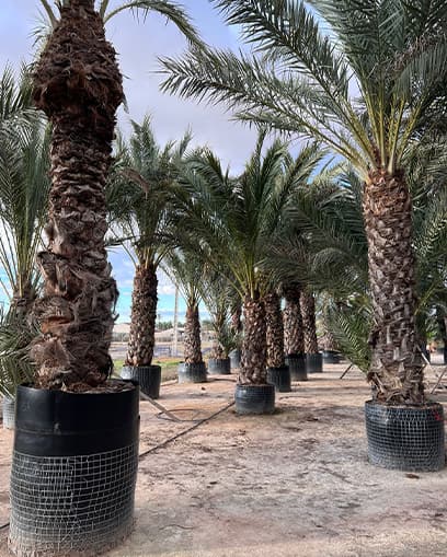 Venta de palmera datilera grande Venta de palmera datilera grande