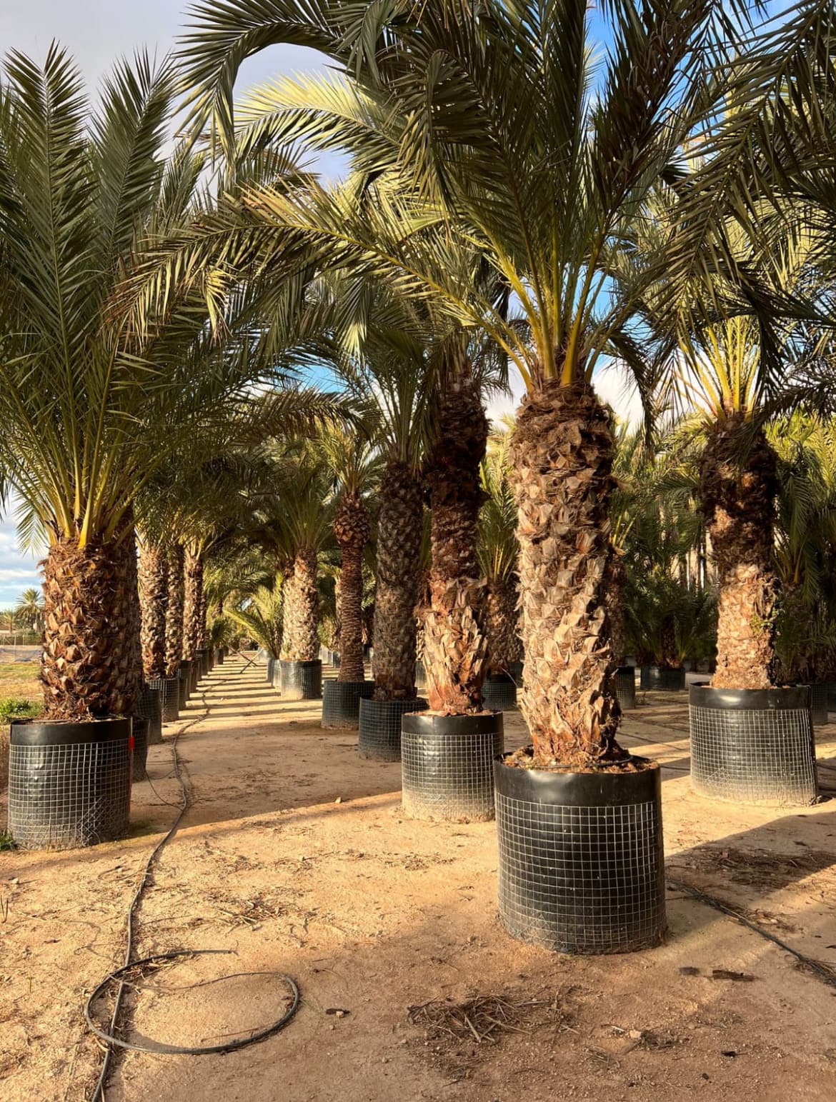 Venta de palmera datilera grande Venta de palmera datilera grande